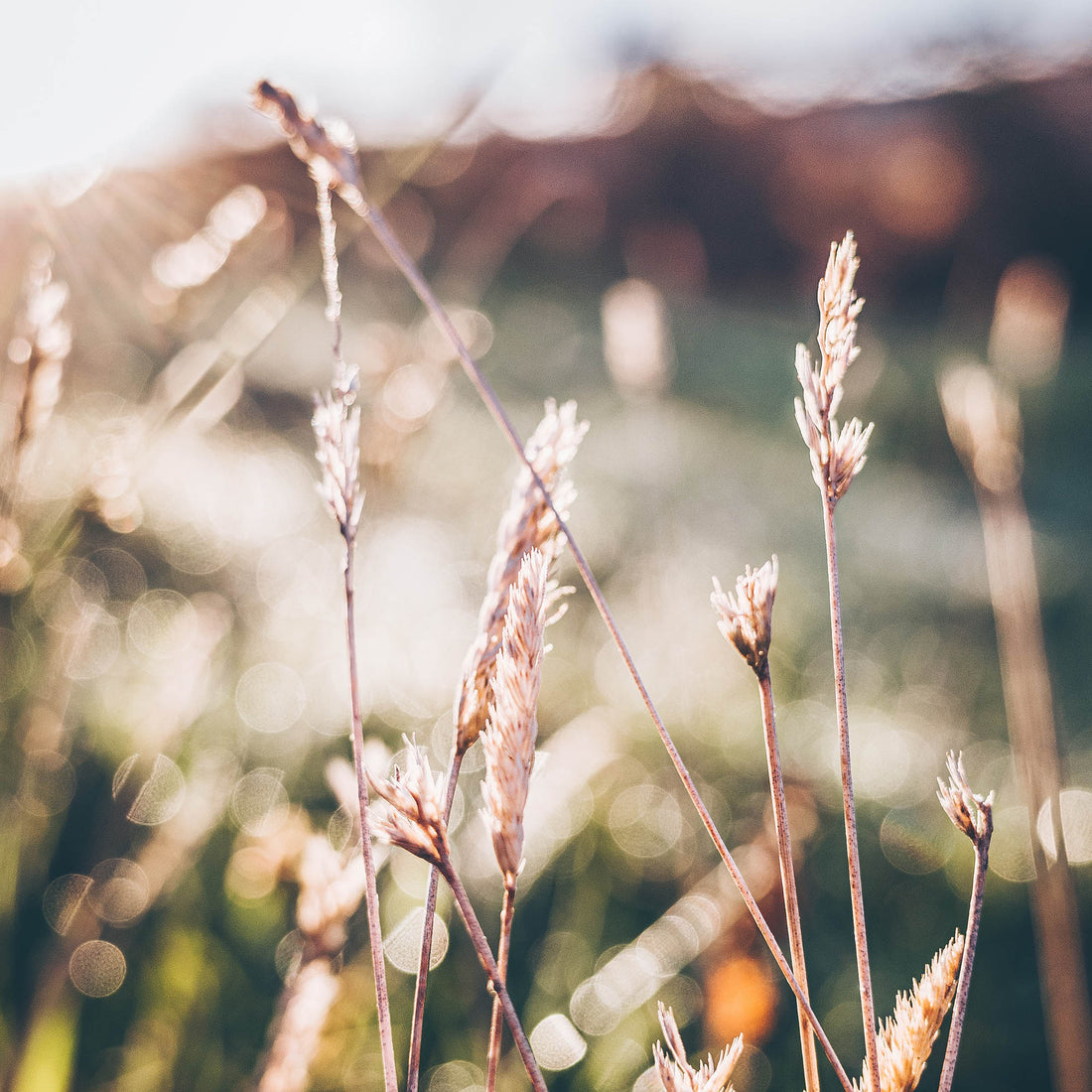 Let's Talk Bone Health: The Importance of Vitamin D, Calcium & Vitamin K2
